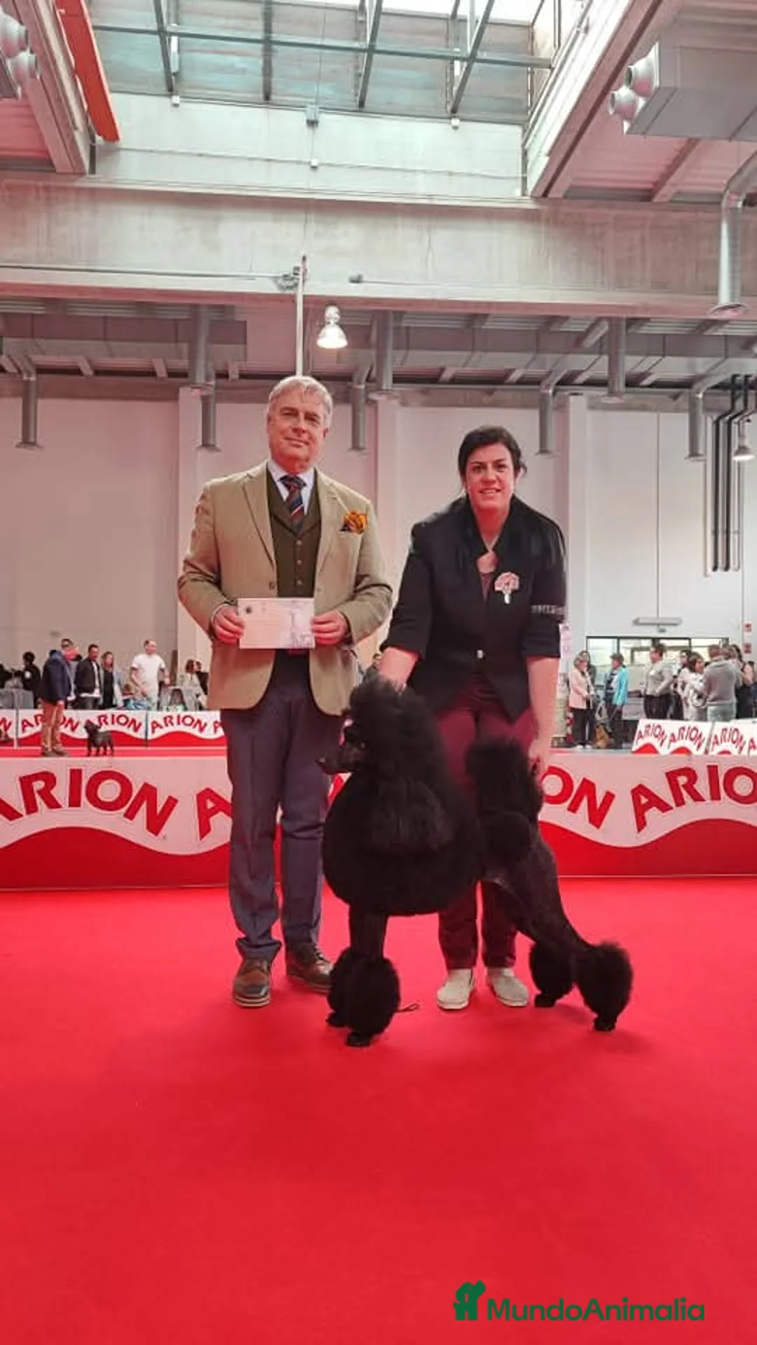 Caniche Gigante perros en venta: Cachorro caniche gigante macho negro  - Anuncio 7