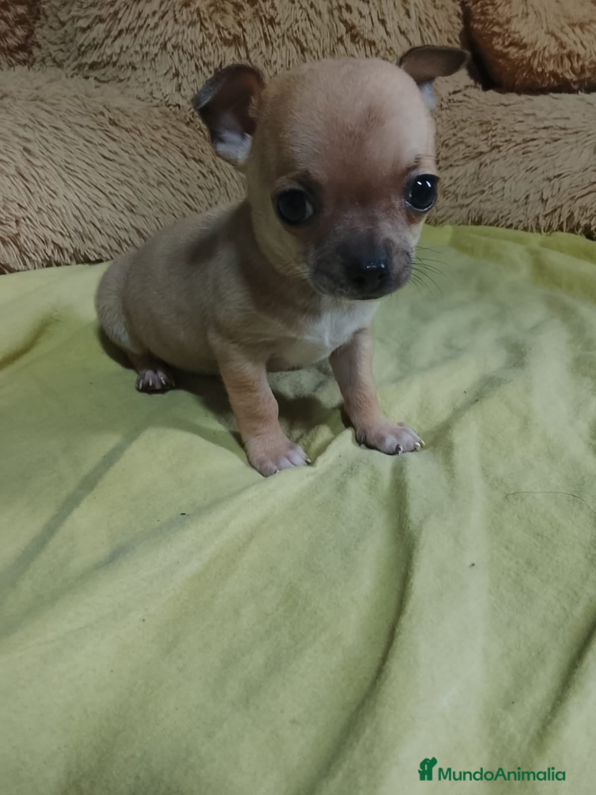 Chihuahua perros CHIHUAHUA MACHO - Anuncio 1
