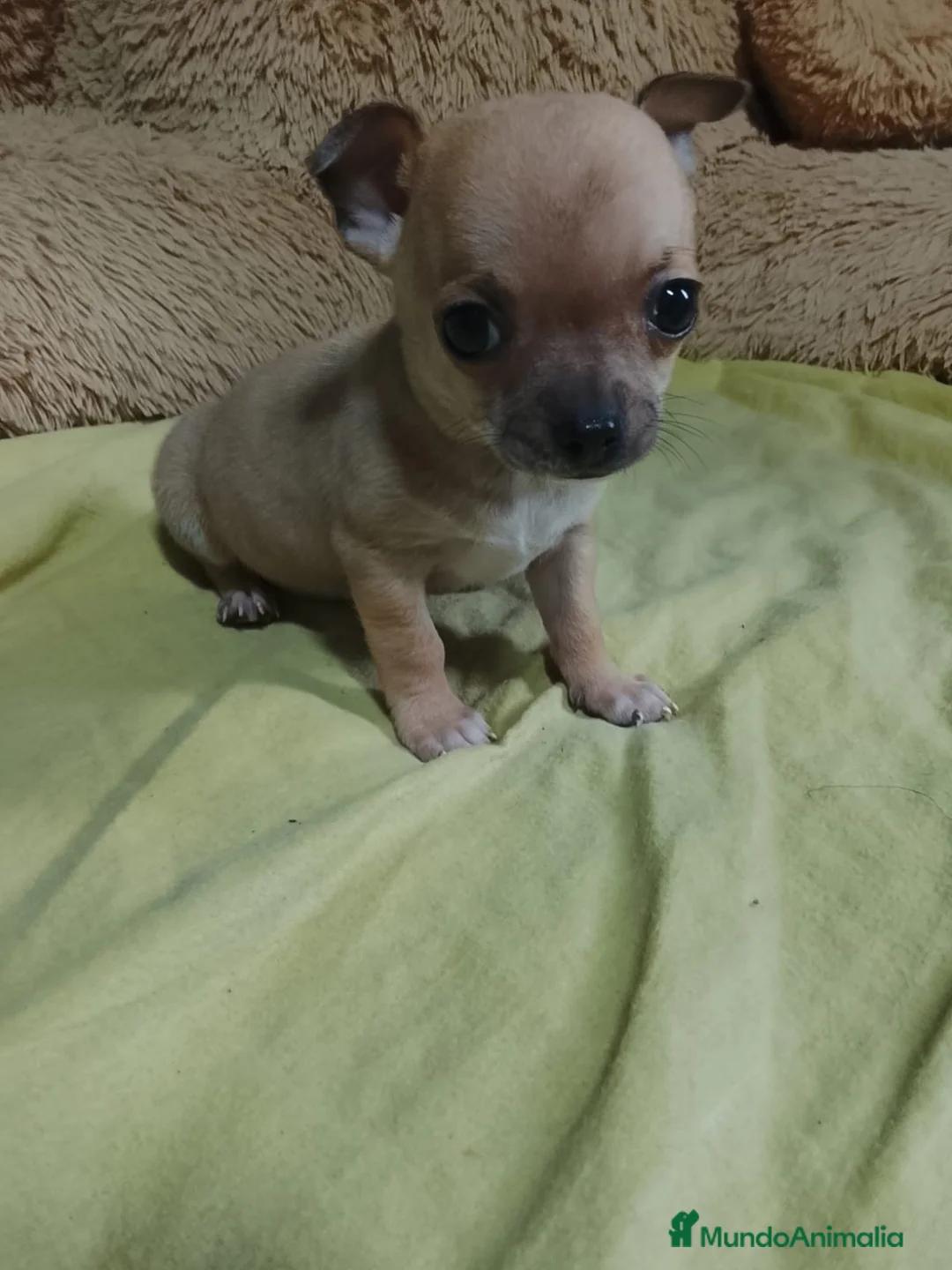 Chihuahua perros en venta: CHIHUAHUA MACHO - Anuncio 1