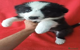 Border Collie perros en venta: Border Collie Blanco y Negro  - Imagen 2