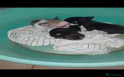 Chihuahua perros en venta: Hembra chihuahua Toy  - Imagen 3