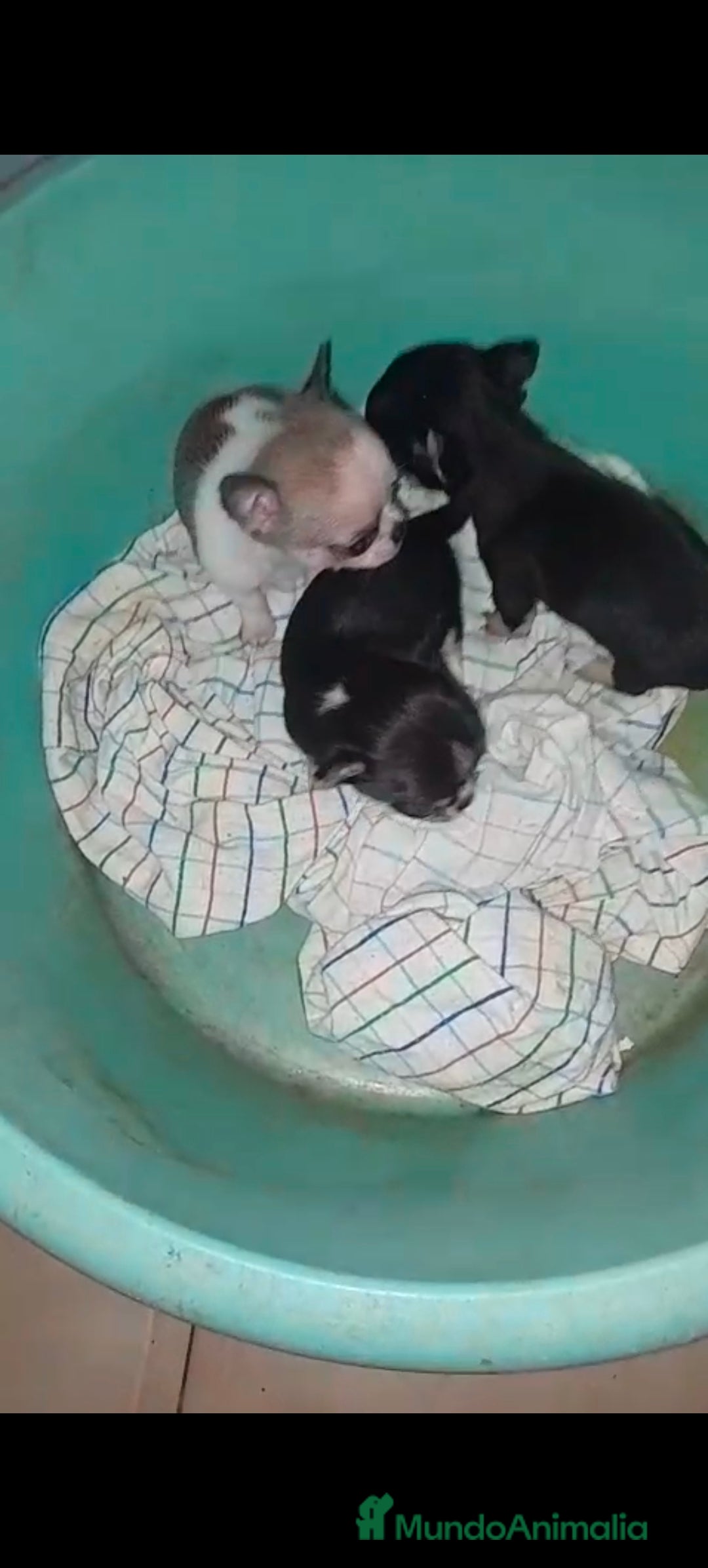Chihuahua perros en venta: Hembra chihuahua Toy  - Imagen 3