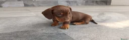 Teckel Miniatura perros en venta: Teckel mini - Anuncio 6