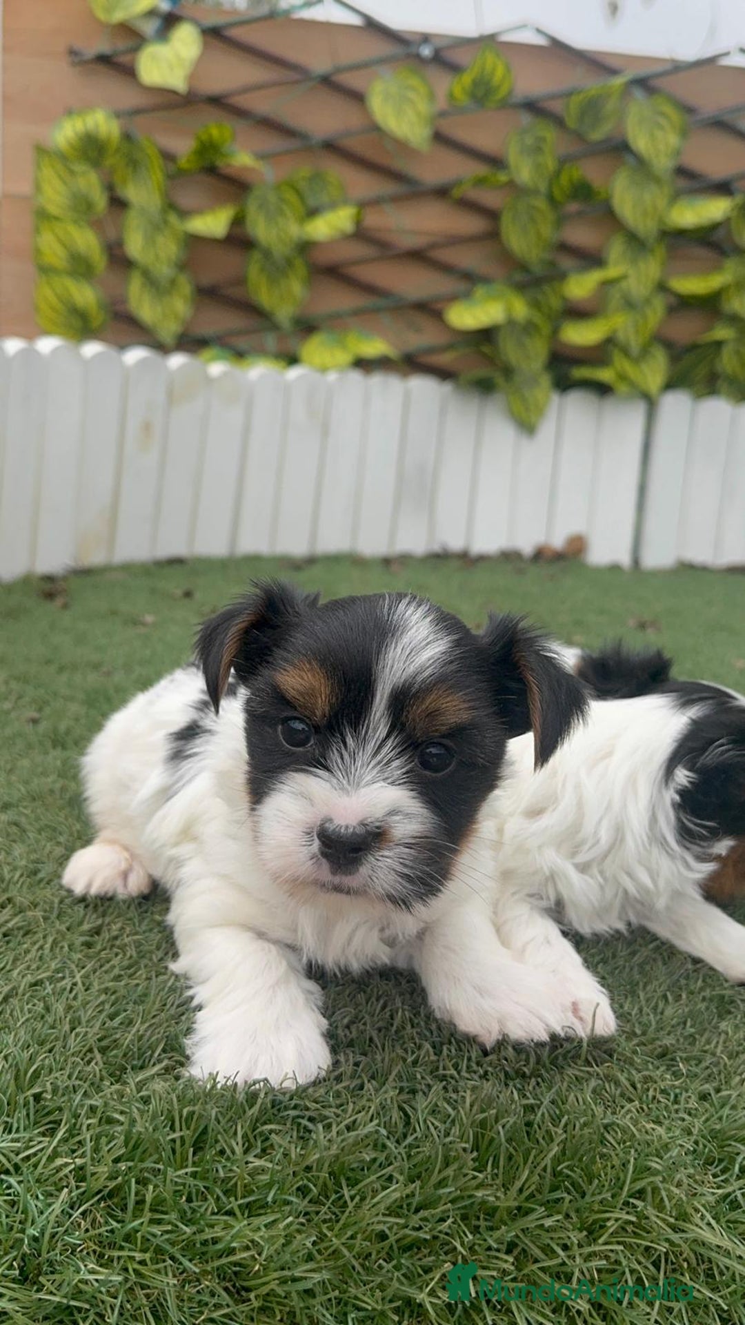 Yorkshire Terrier perros en venta: YORKSHIRE BIEWER MACHOS - Anuncio 8