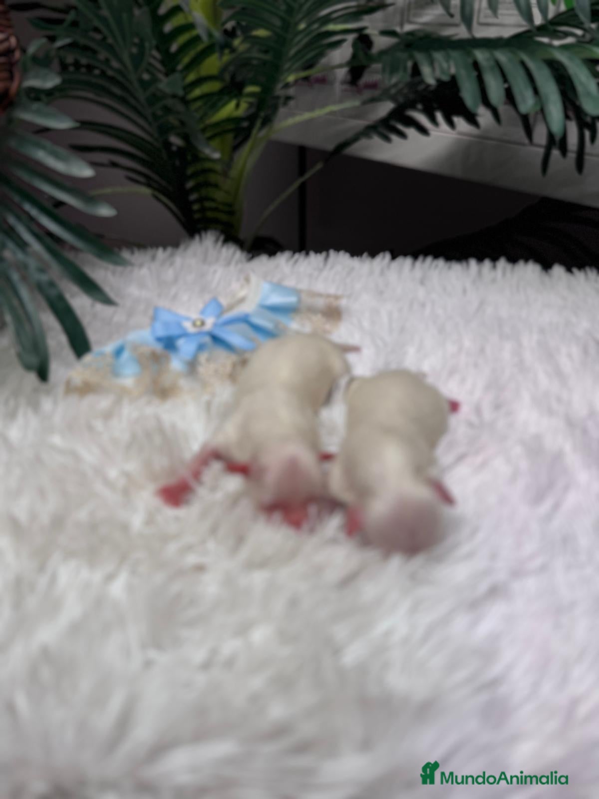 Bichón Maltés perros BICHON MALTES - Anuncio 2