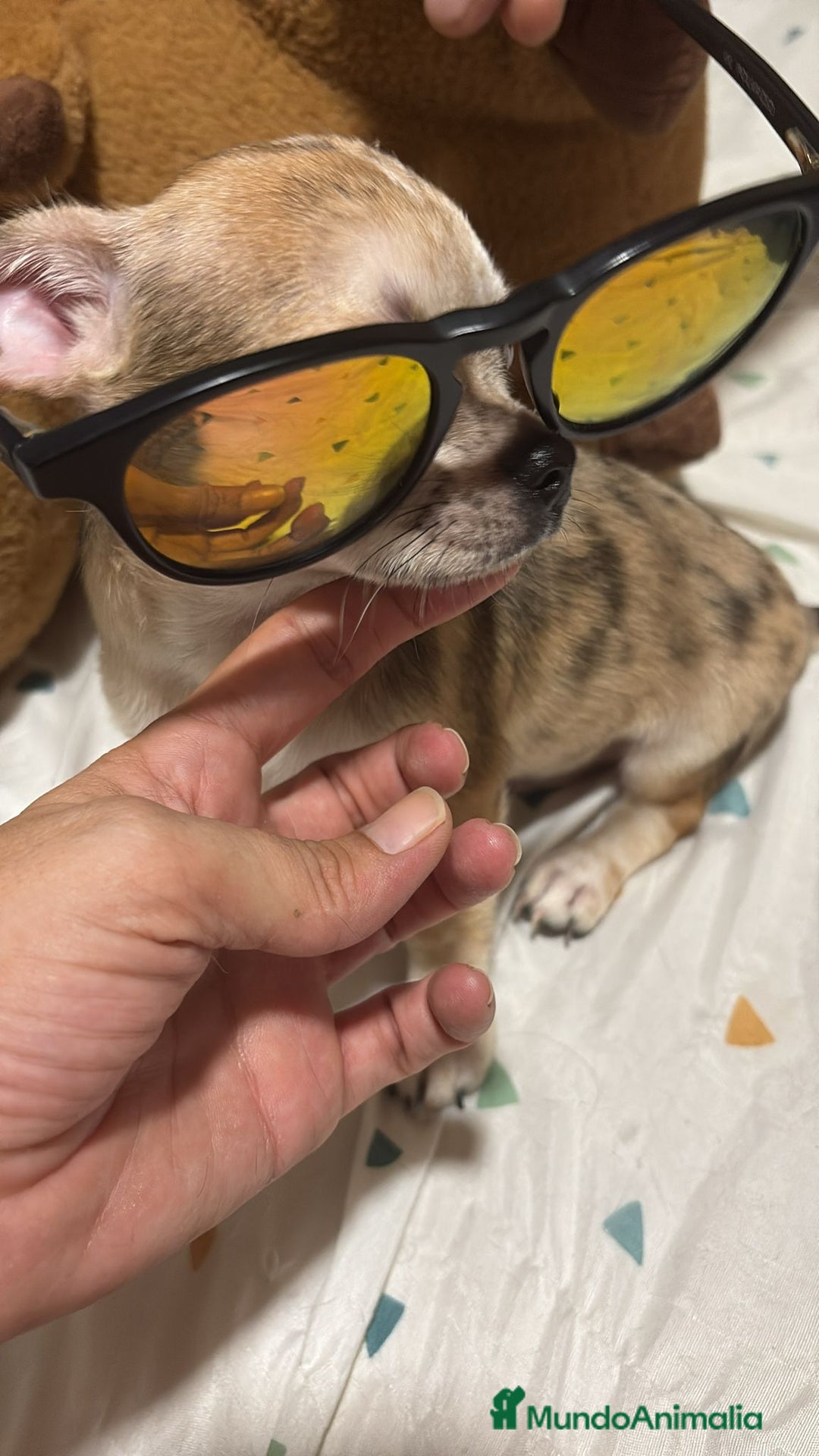 Chihuahua perros en venta: Precioso chihuahua merle - Imagen 3