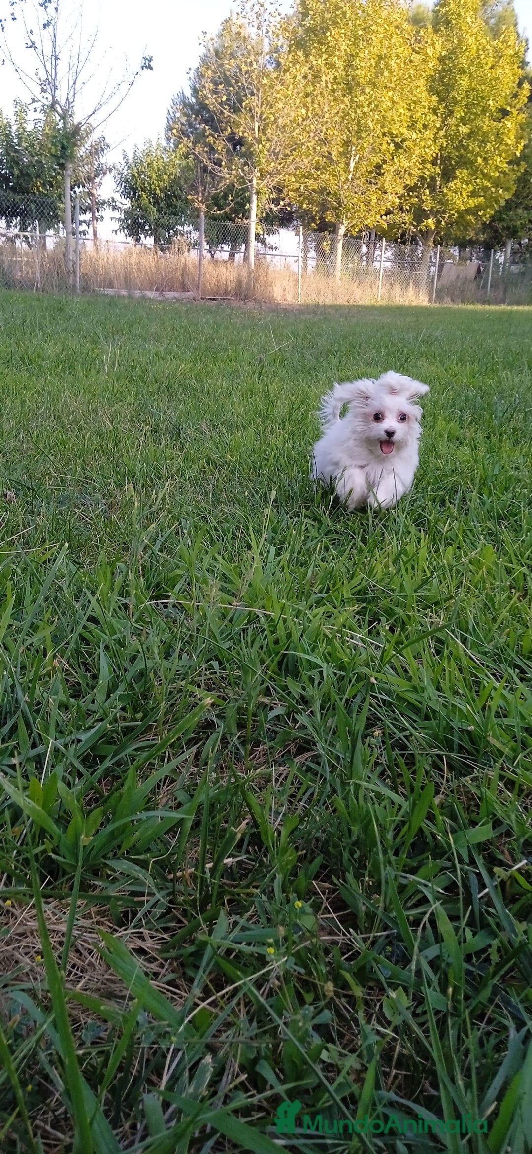 Shih Tzu perros en venta: EXCELENTES CACHORROS - Imagen 8
