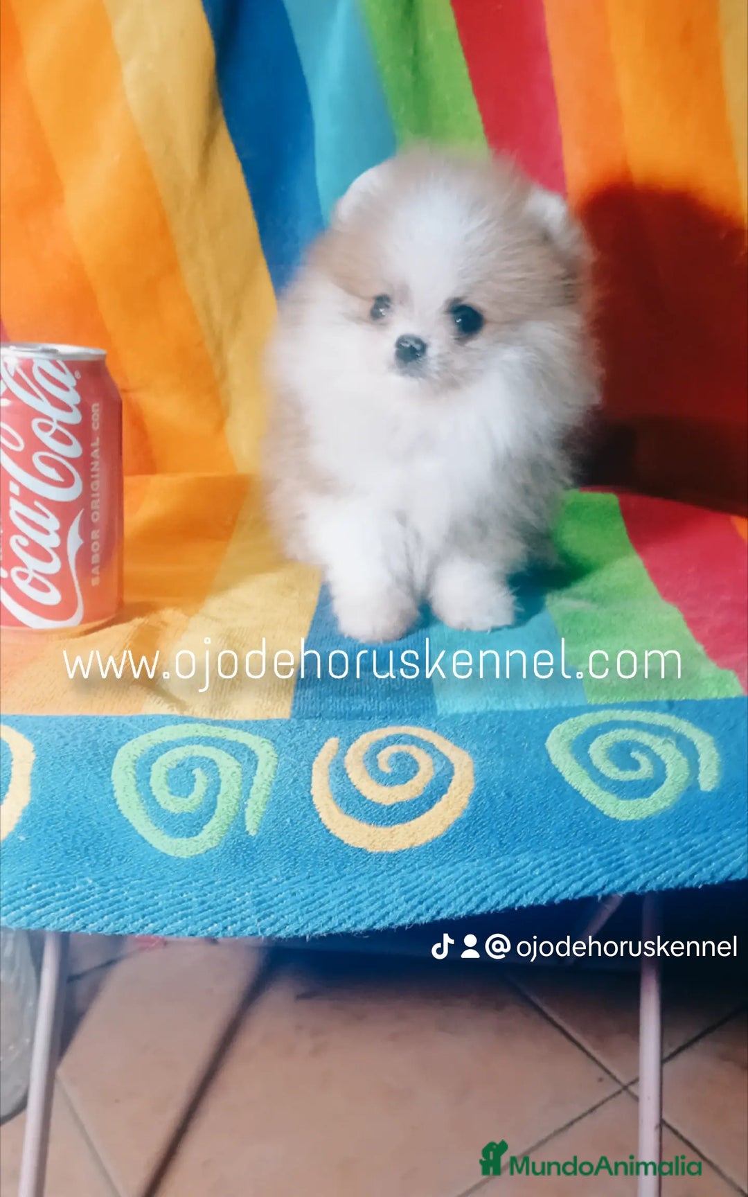 Pomerania perros en venta: Pomerania ositos exóticos 🩵🩵🩵 - Imagen 7