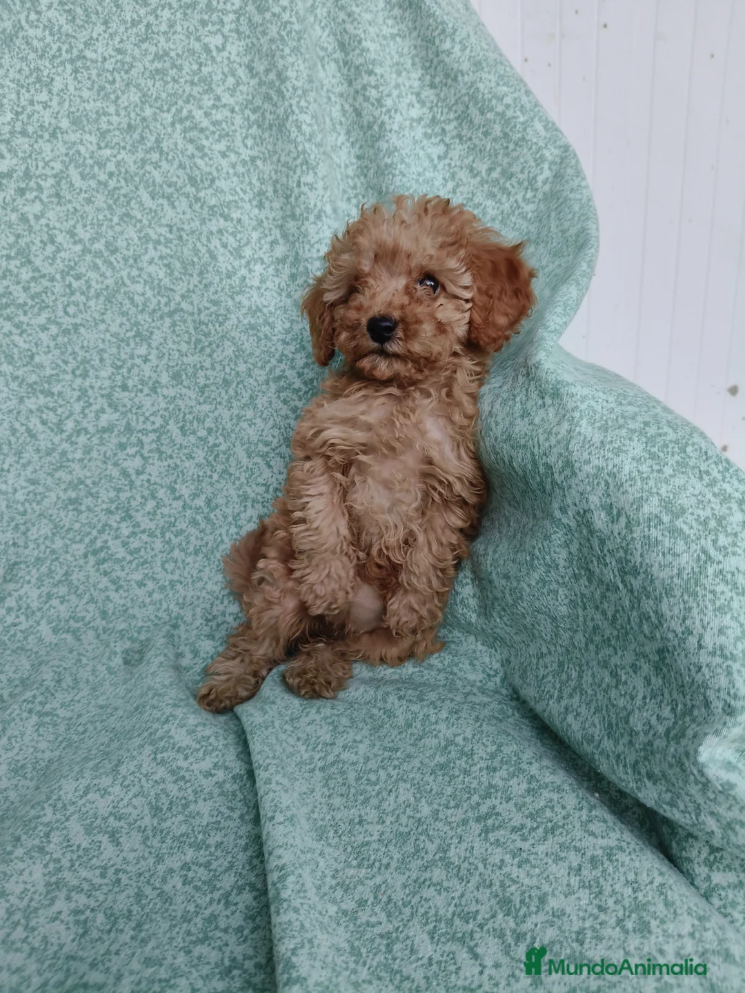 Caniche Toy perros en venta: Caniche Toy - Anuncio 2