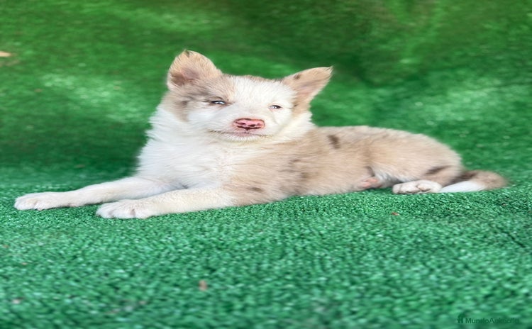 Border Collie perros - Anuncio 2