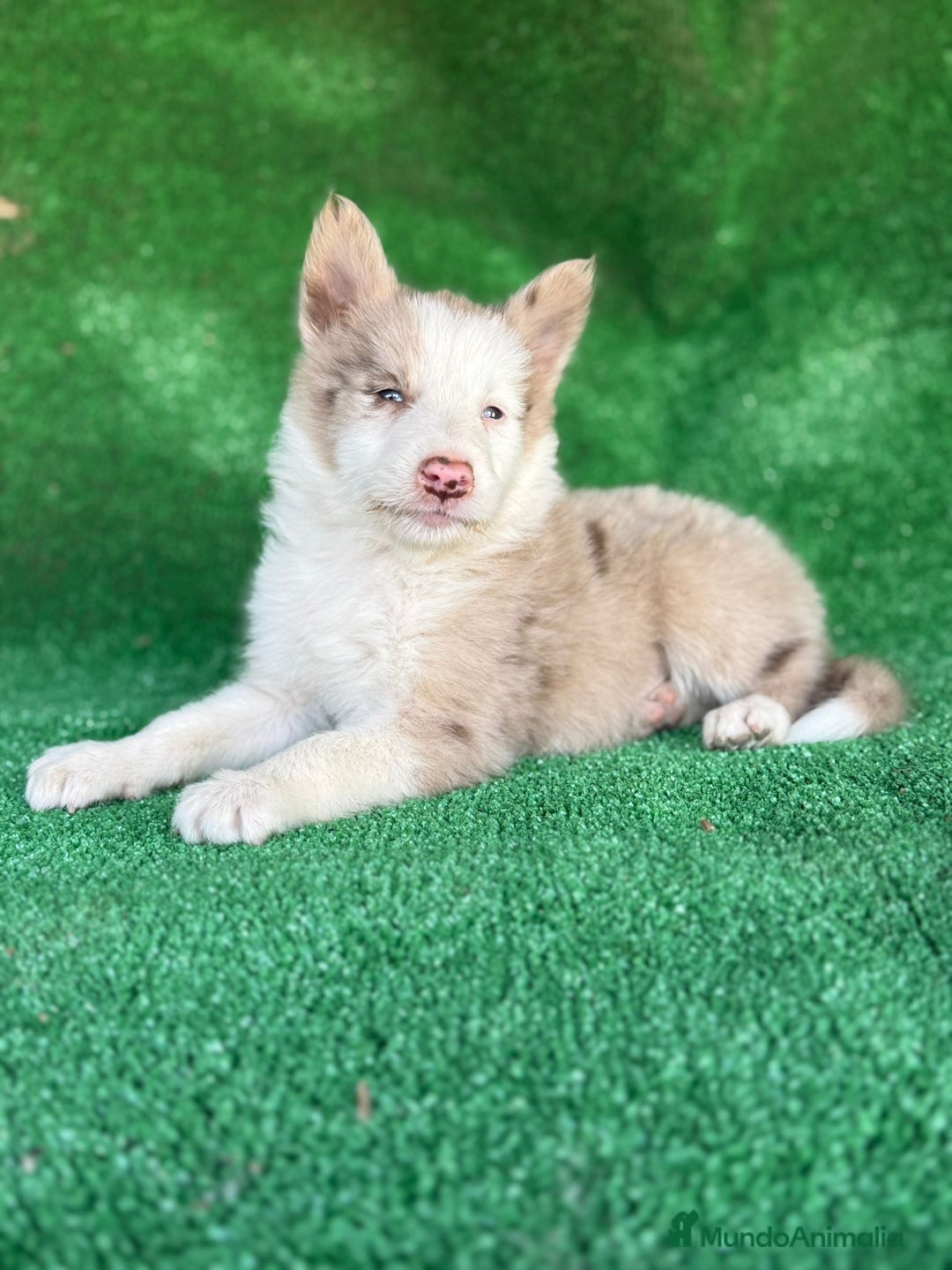Border Collie perros en venta: Border collie  - Imagen 1