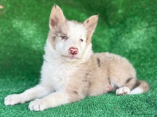 Border Collie perros - Anuncio 1