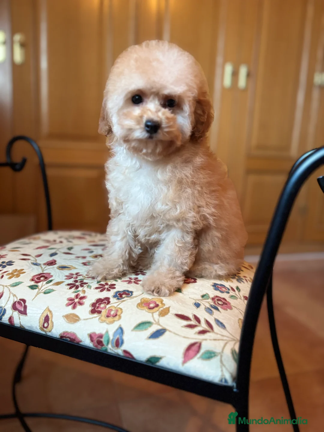 Caniche Toy perros en venta: Caniche toy Apricot hembra disponible  - Anuncio 2