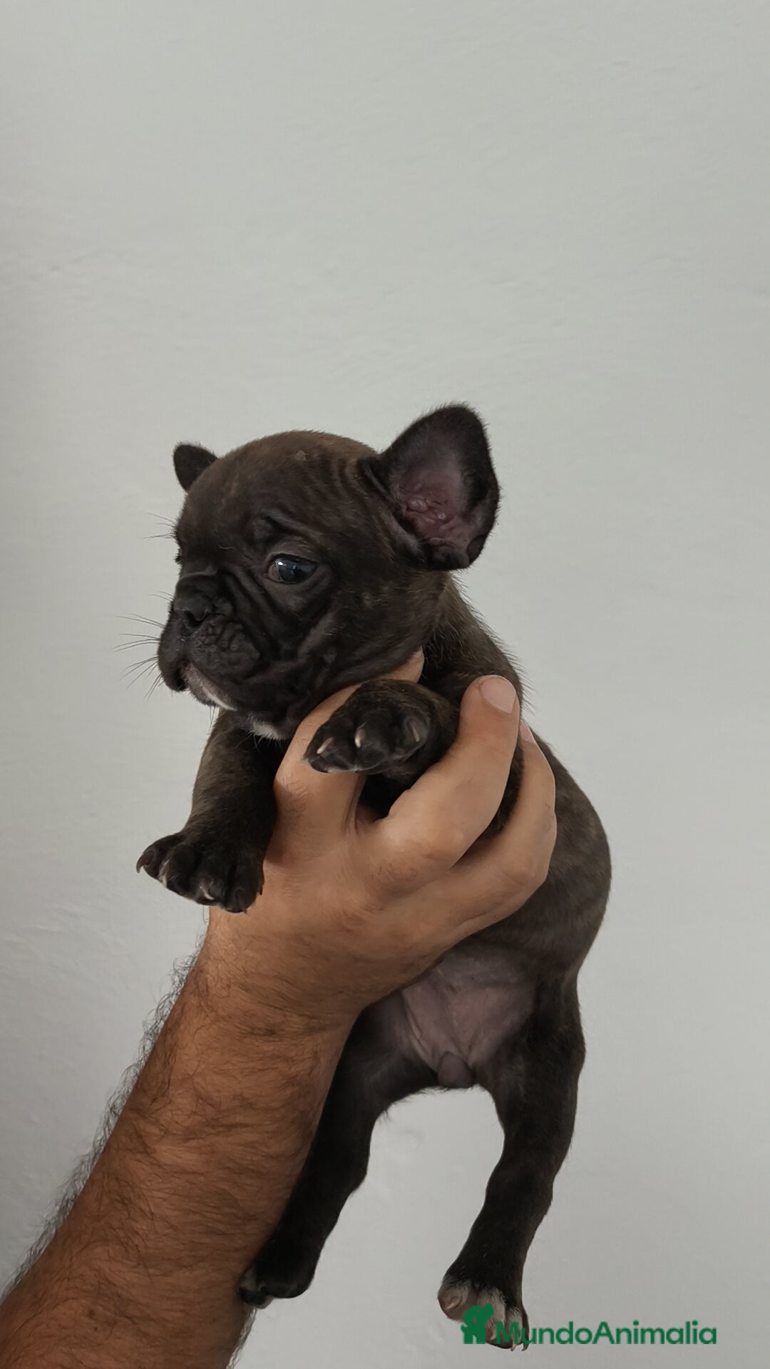 Bulldog Francés perros en venta: Bulldog francés hembra  - Imagen 1