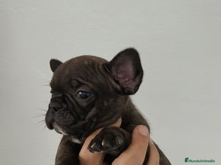 Bulldog Francés perros - Anuncio 5