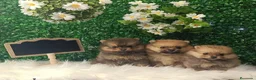 Pomerania perros en venta: POMERANIA MINI TOY  - Anuncio 3