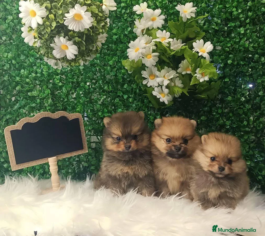 Pomerania perros en venta: POMERANIA MINI TOY  - Anuncio 3