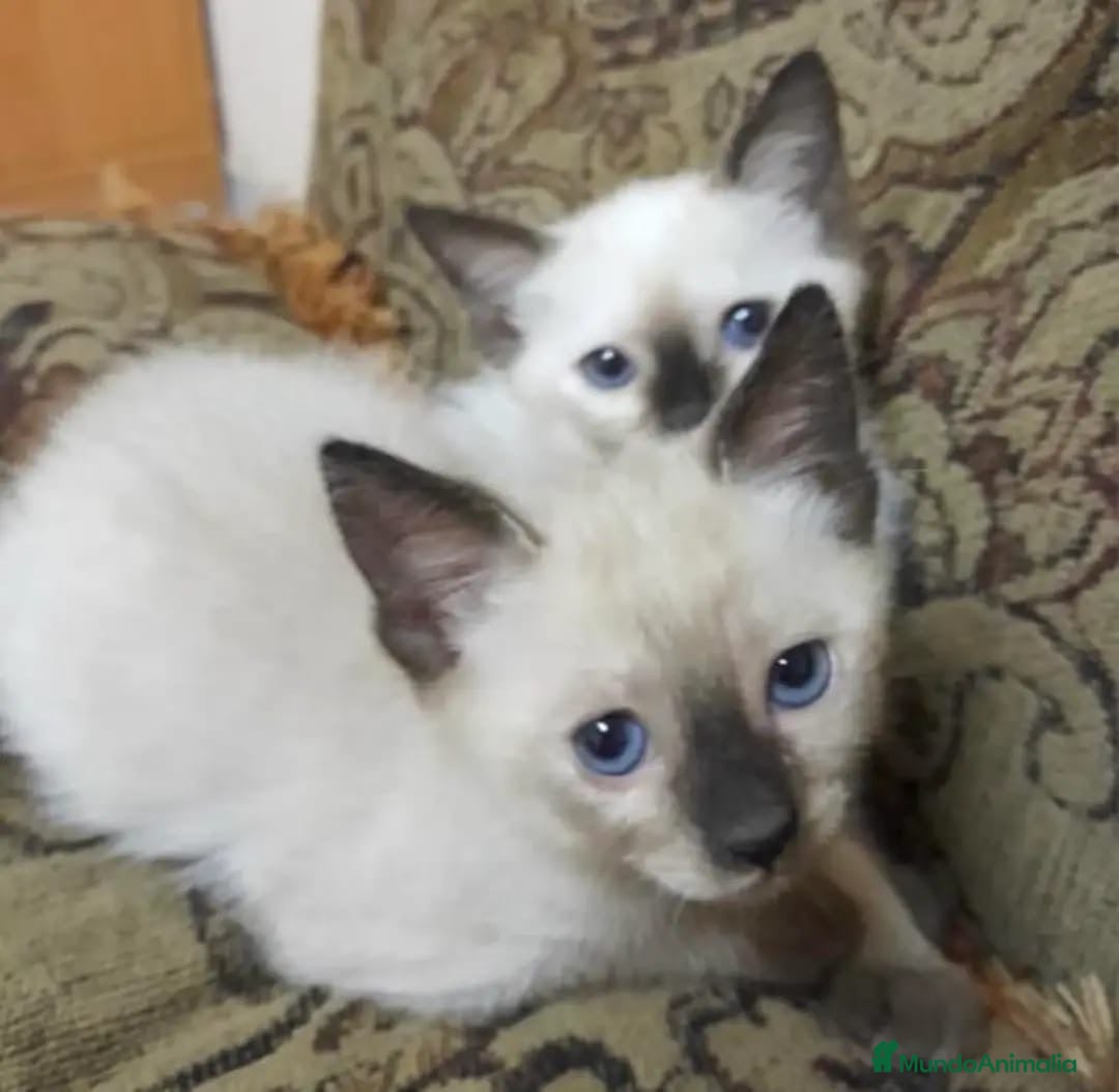 Siamés gatos GATITOS SIAMESES - Anuncio 8