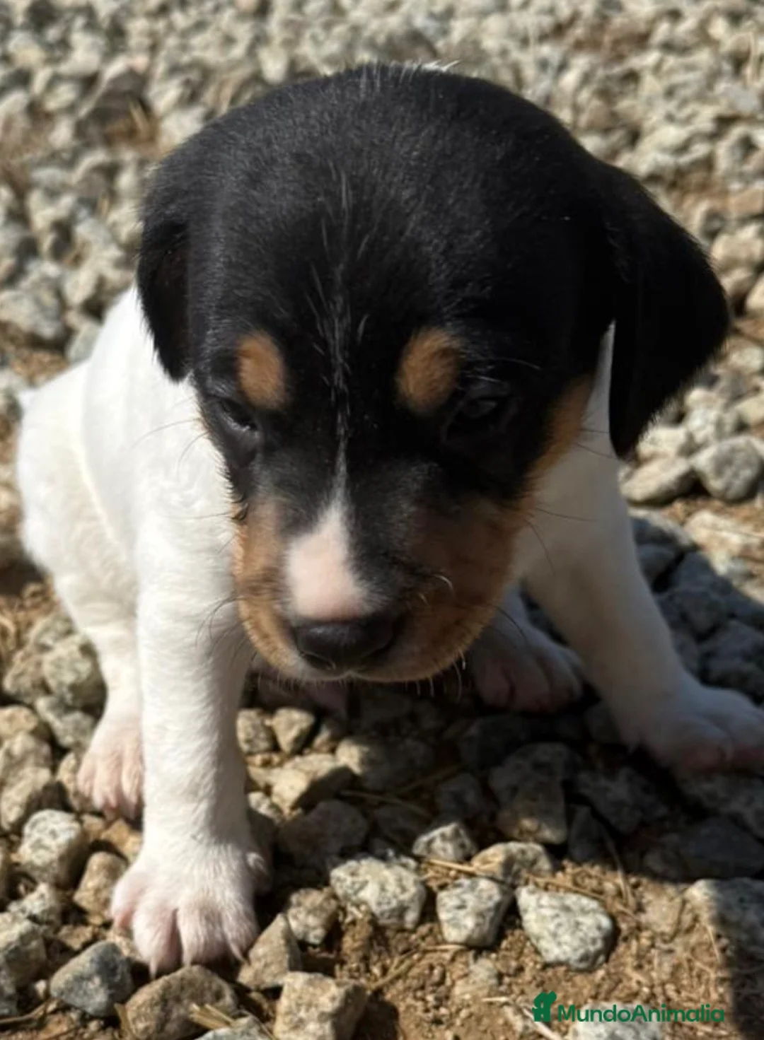 Ratonero Bodeguero Andaluz perros en venta: Bodeguero andaluz hembra  - Anuncio 8