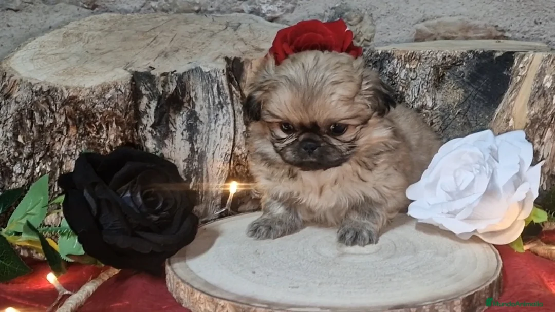 Pekinés perros en venta: Pekinés Imperial hembra - Anuncio 3