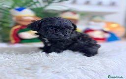 Caniche Toy perros en venta: CANICHE TOY - Anuncio 5