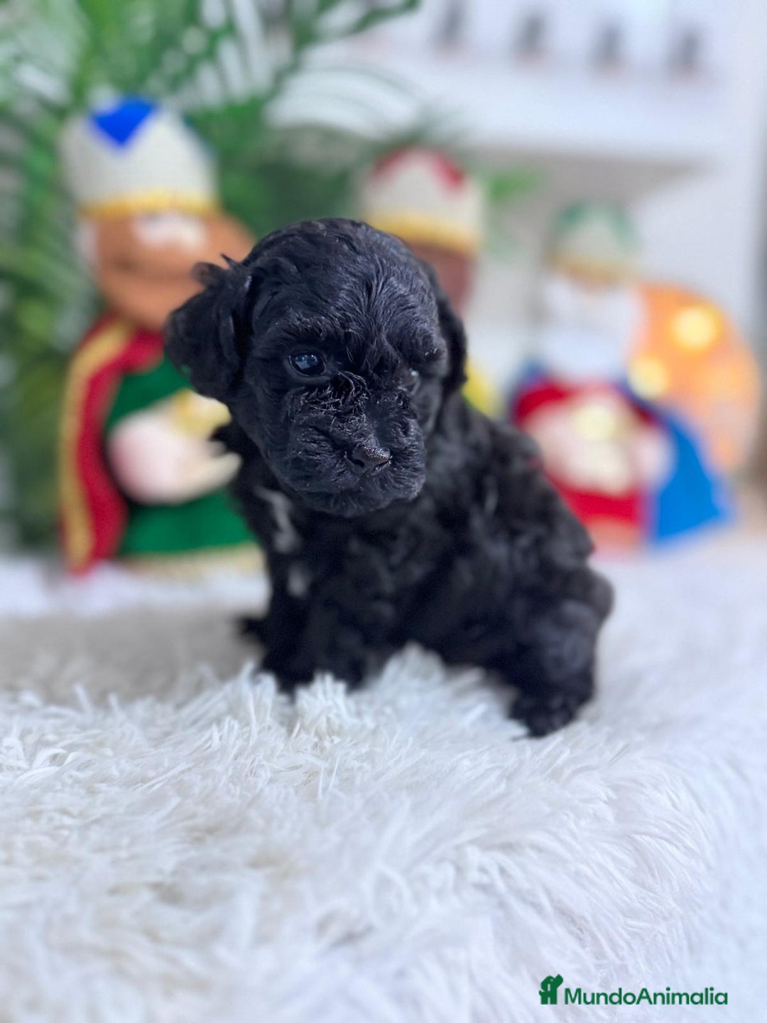 Caniche Toy perros en venta: CANICHE TOY - Anuncio 5