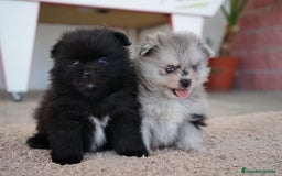 Pomerania perros en venta: 🐾 Roscón, Prodigy y Monk  Pomerania especiales 🐾 - Imagen 2