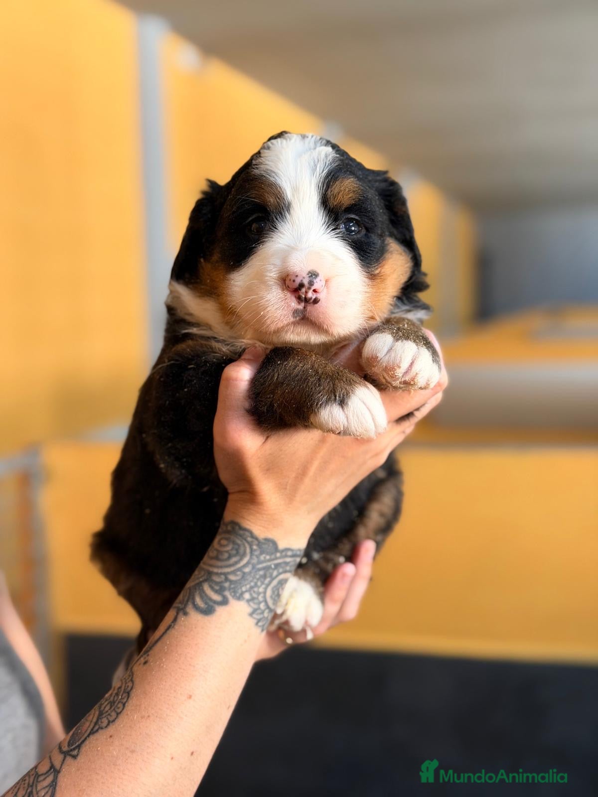 Boyero de Berna perros ÚLTIMA HEMBRA BOYERO DE BERNA PARA RESERVAR - Anuncio 1