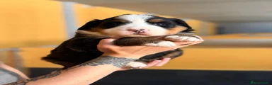 Boyero de Berna 2