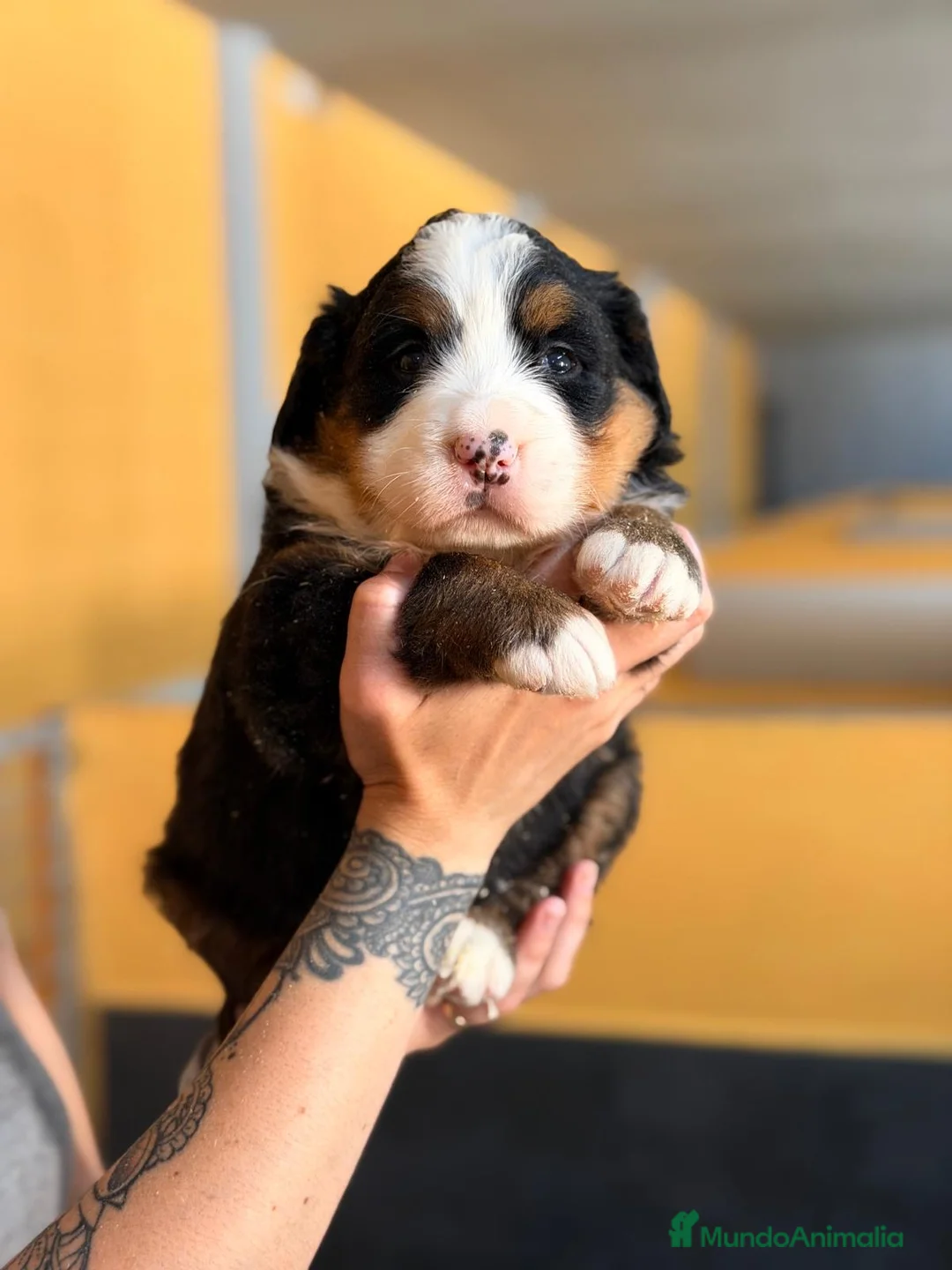 Boyero de Berna perros en venta: ÚLTIMA HEMBRA BOYERO DE BERNA PARA RESERVAR - Anuncio 1