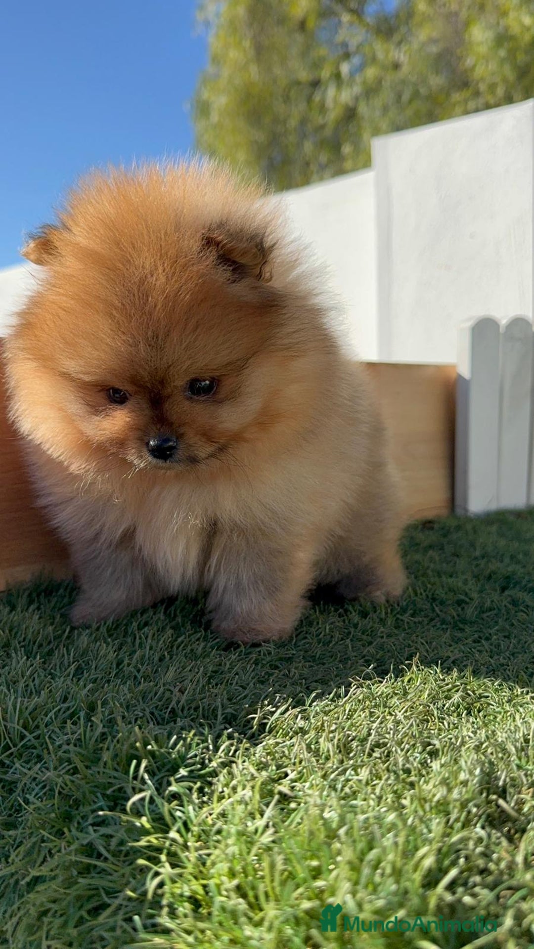 Pomerania perros en venta: POMERANIA HEMBRA CARA DE OSO - Anuncio 15