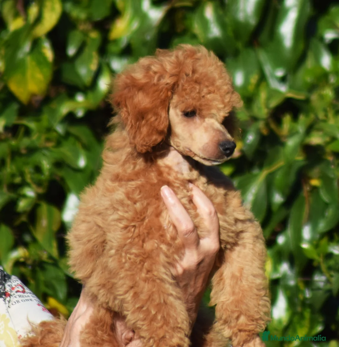 Imagen de galería {{count}}