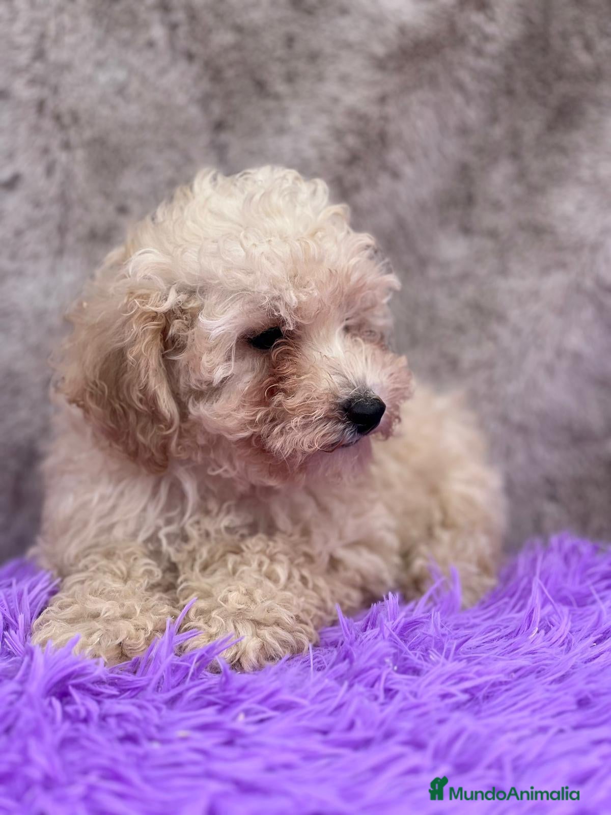 Caniche Toy perros Caniche apricot - Anuncio 2