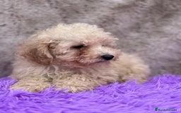 Caniche Toy perros en venta: Caniche apricot - Imagen 2