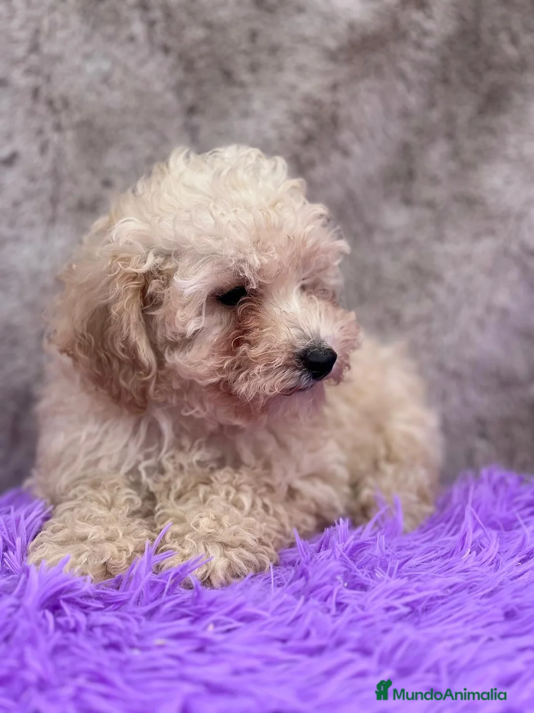 Caniche Toy perros en venta: Caniche apricot - Anuncio 2