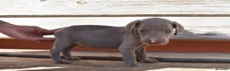 Weimaraner perros en venta: Cachorritos de Weimaraner disponibles! en Castellón - Anuncio 2