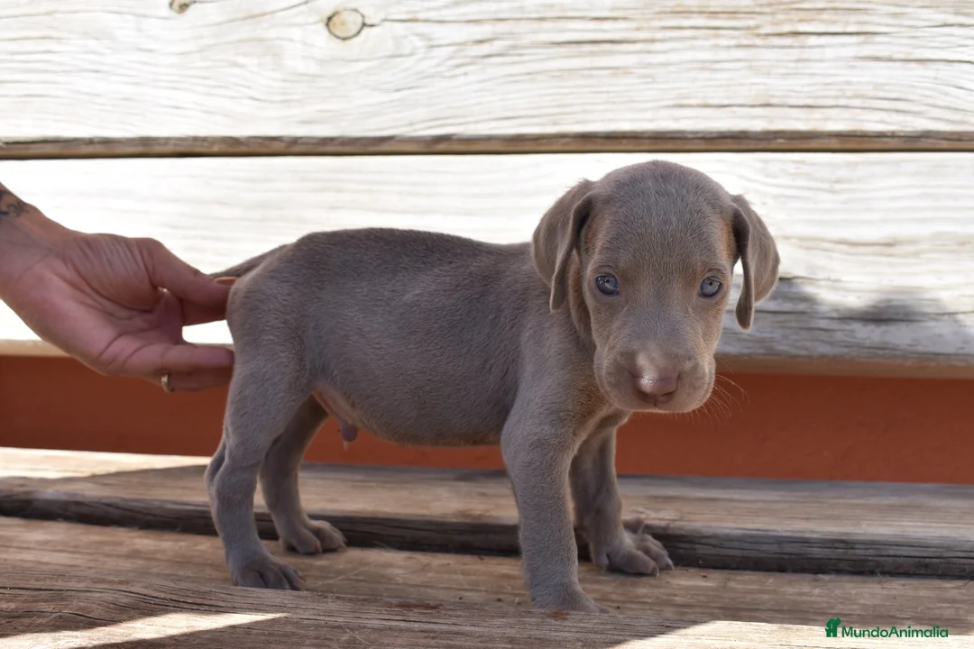 Weimaraner perros en venta: Cachorritos de Weimaraner disponibles! en Castellón - Anuncio 2