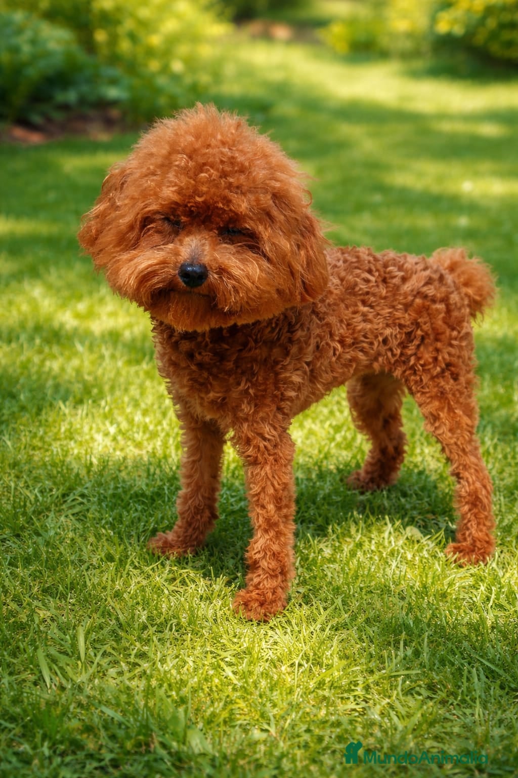 Caniche Enano perros Caniches enanos - Anuncio 13