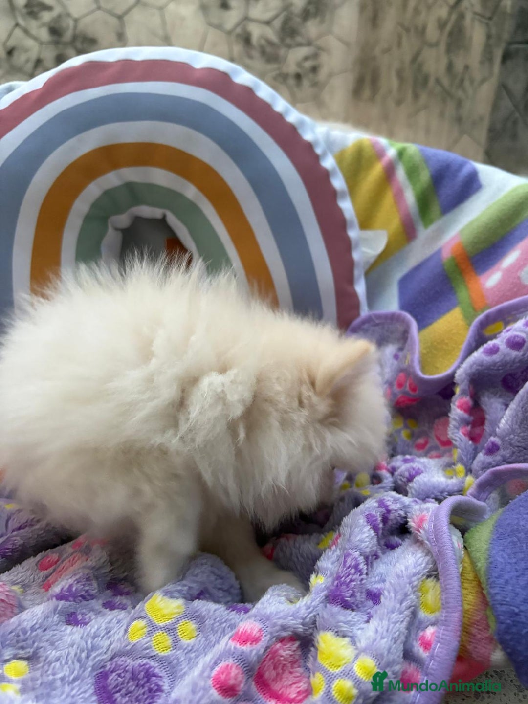 Pomerania perros en venta: Lulu pomerania toy  - Imagen 12