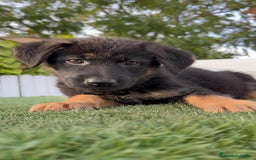 Pastor Alemán perros en venta: PASTOR ALEMAN HEMBRA - Imagen 16