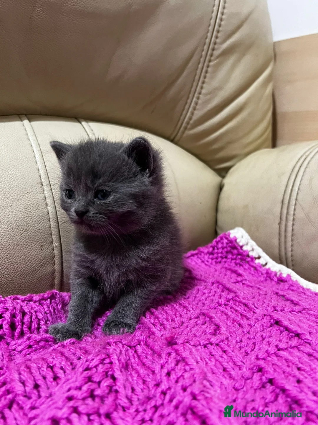 Británico de Pelo Corto gatos en venta: Cariñosos Britthis shorthair negros  en Madrid - Anuncio 3