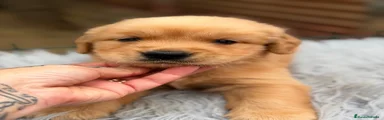 Golden Retriever 1