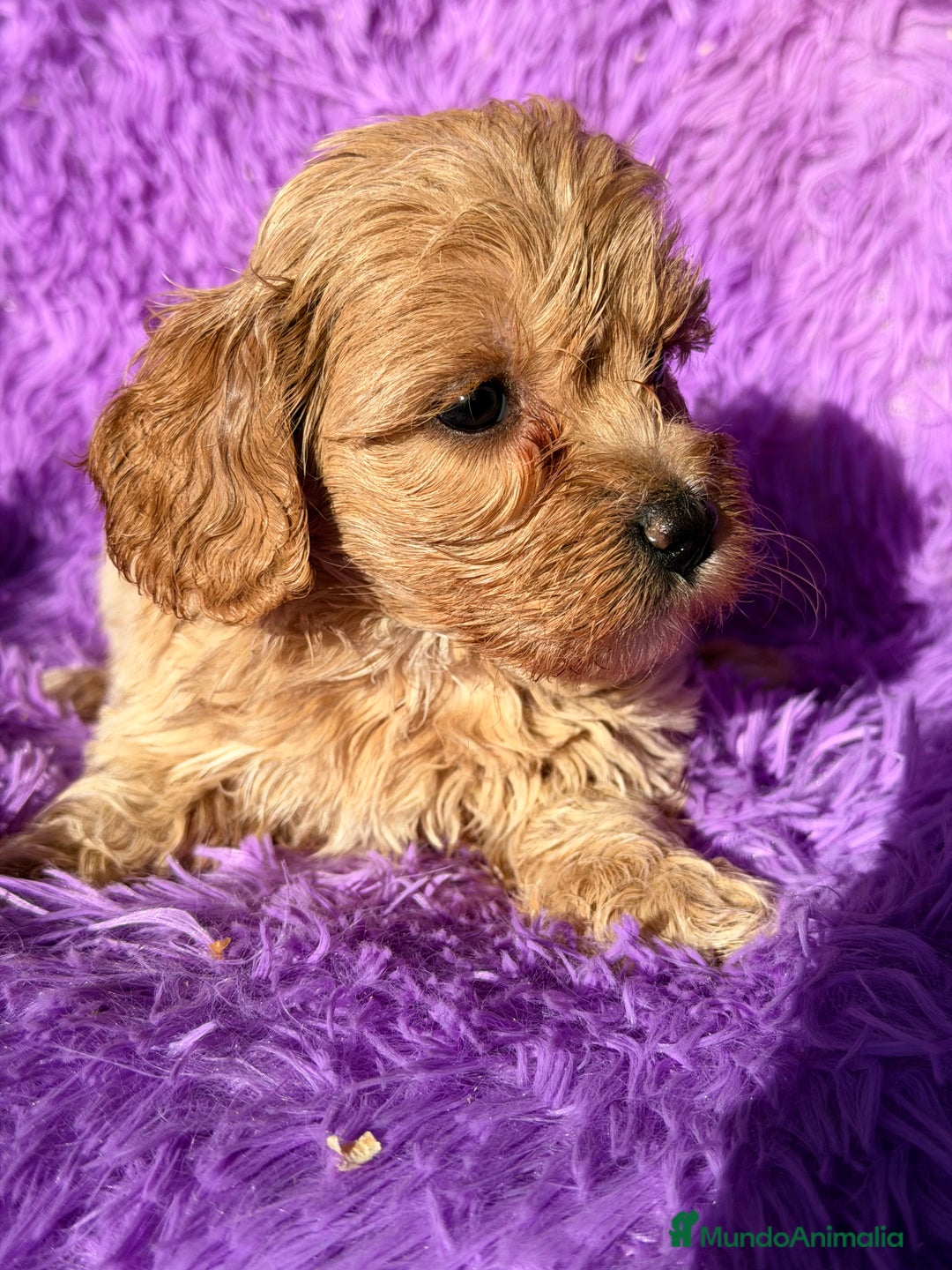 Maltipoo perros en venta: Maltipoo Minitoy  - Anuncio 3