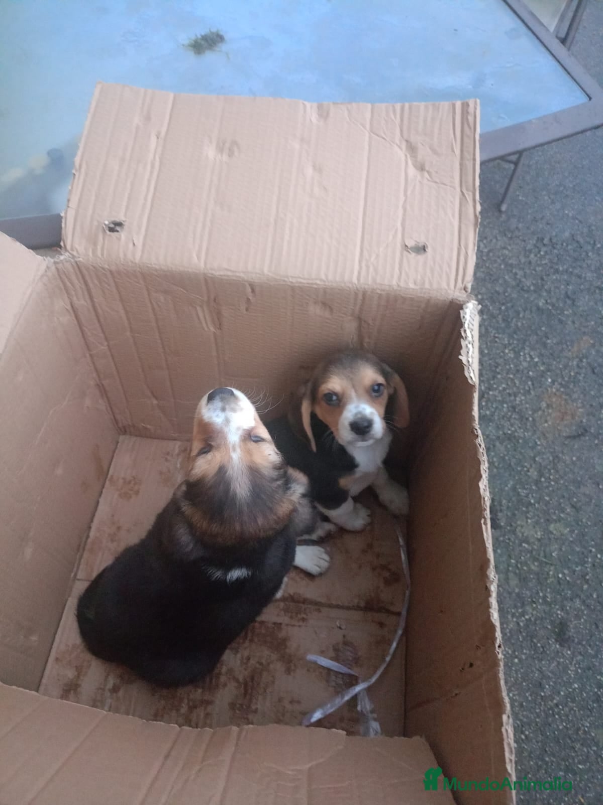 Beagle perros Cachorros de Beagle  - Anuncio 1