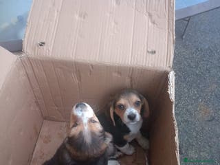 Beagle perros Cachorros de Beagle - Anuncio 35