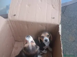 Beagle perros Cachorros de Beagle - Anuncio 3