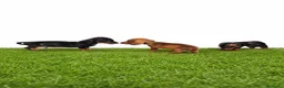 Teckel Miniatura perros en venta: Teckel minis y kanichen maxima calidad - Anuncio 11