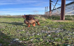 Teckel Miniatura perros en venta: Teckel miniatura - Anuncio 3