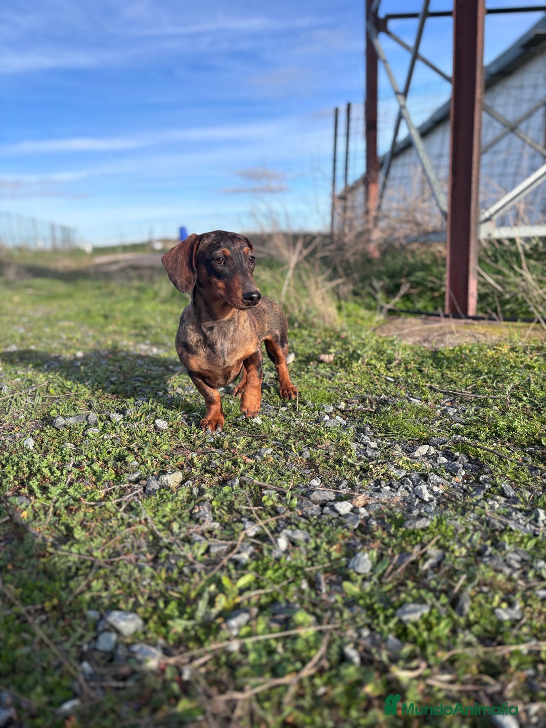 Teckel Miniatura perros en venta: Teckel miniatura - Anuncio 3