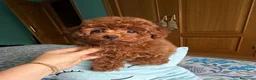 Caniche Toy perros en venta: Caniche toy excelente cachorrito !!! - Anuncio 5
